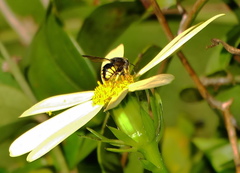 Senecio macroglossus