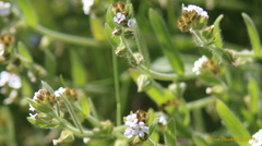 Plagiobothrys arizonicus