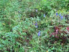 Aconitum fischeri