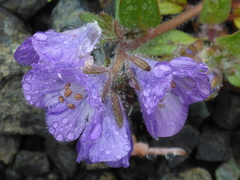 Phacelia divaricata