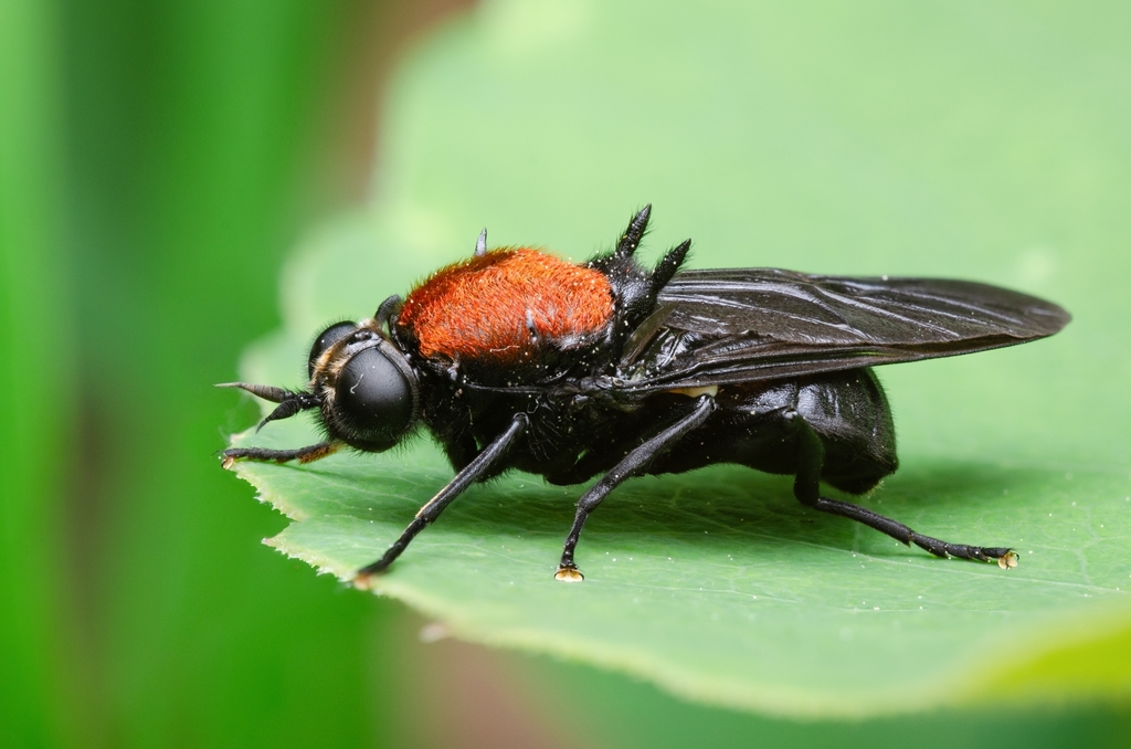 Clitellaria ephippium