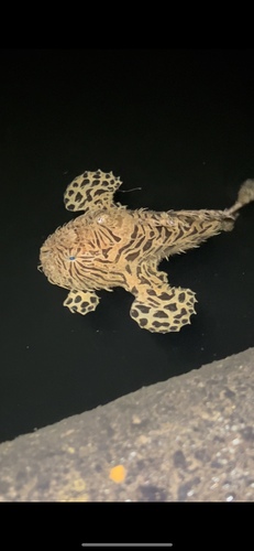 Striated frogfish (Antennarius striatus) — Antennariidae — 3