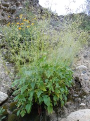 Valeriana potopensis