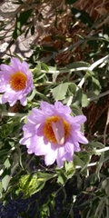 Xylorhiza