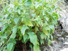 Valeriana potopensis