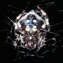 Araneidae