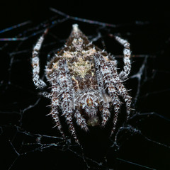 Araneidae