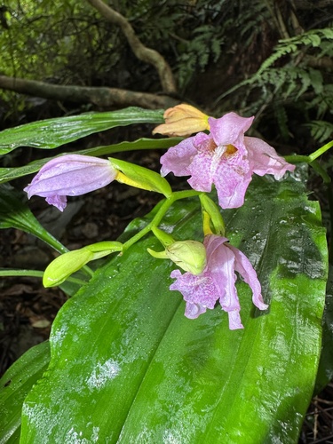 Phaius mishmensis iNat (2)
