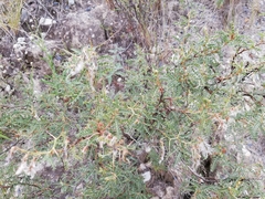 Adesmia miraflorensis