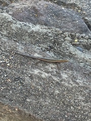 Cryptoblepharus renschi