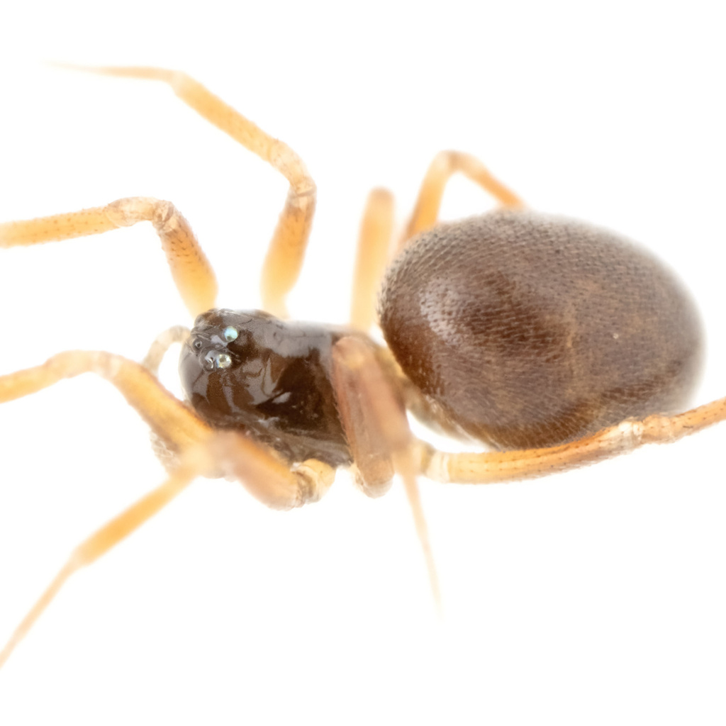 Diplocephalus picinus