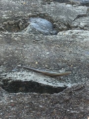 Cryptoblepharus renschi