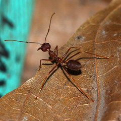 Oecophylla smaragdina