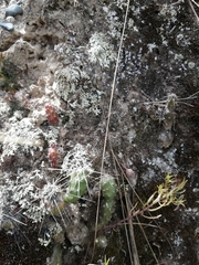 Austrocylindropuntia shaferi