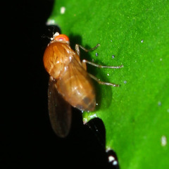 Diptera