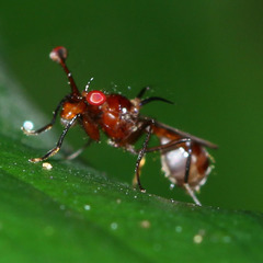 Cyrtodiopsis dalmanni