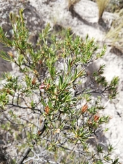 Lophopappus foliosus