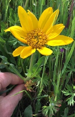 Wyethia angustifolia