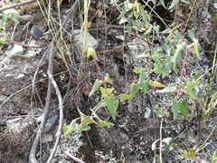 Philibertia parviflora