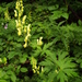 Yellow-flowered Monkshood - Photo (c) ahmedm, some rights reserved (CC BY-NC), uploaded by ahmedm