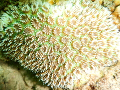 Galaxea fascicularis