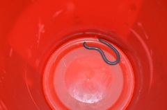 Afrotyphlops lineolatus