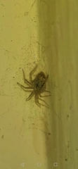 Araneae
