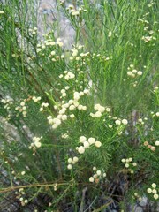 Baccharis boliviensis