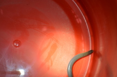 Afrotyphlops lineolatus