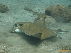 Bull Ray photo 2