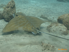 Bull Ray photo 3