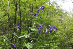 Aconitum fischeri