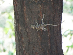 Agama dodomae dodomae