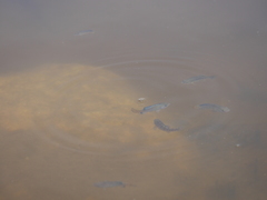 Cyprinodon macularius