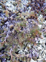 Selaginella peruviana