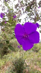 Melastomeae