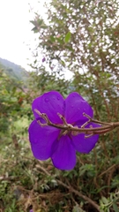 Melastomeae