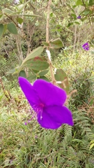 Melastomeae