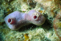 Callyspongia