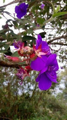 Melastomeae