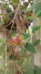 Melastomeae