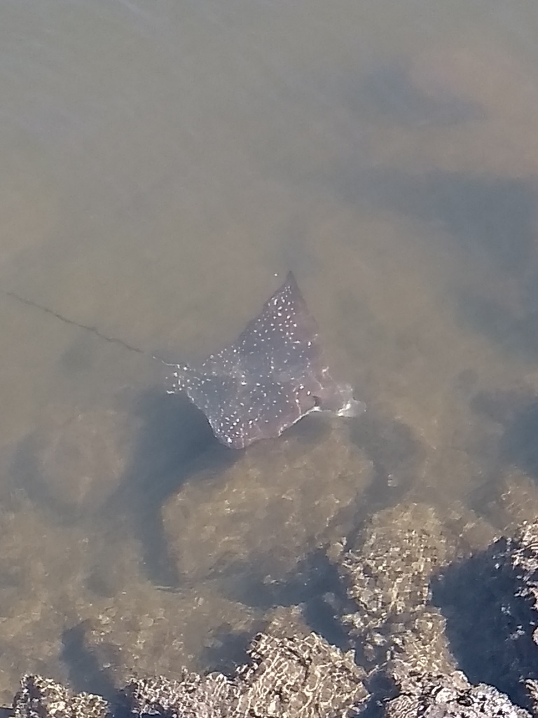 Australian Rays White-spotted Eagle Ray from Queensland, AU on April 8, 2019 at 02:14 ...