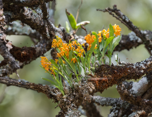 Polystachya epiphytica