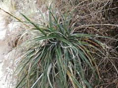 Puya cochabambensis