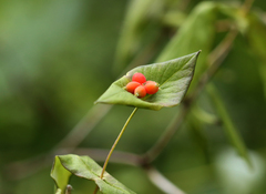 Twining Honeysuckle (Lonicera dioica)