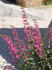 Penstemon clevelandii