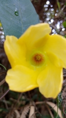 Magnoliopsida