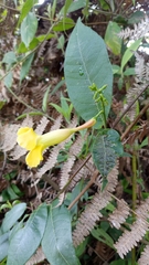 Magnoliopsida