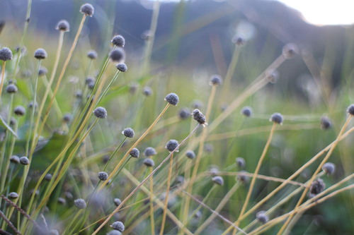 Eriocaulon nantoense iNat (2)