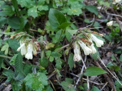 Symphytum grandiflorum